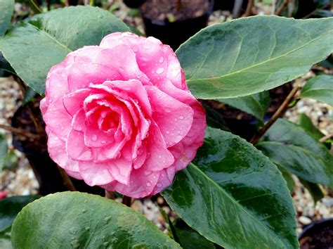 October spell blush puzzlement camellia